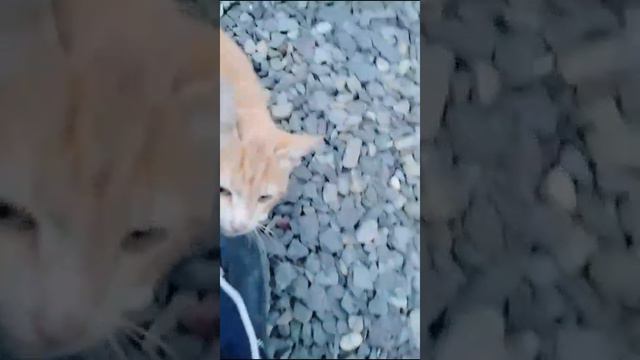 Слова как пули