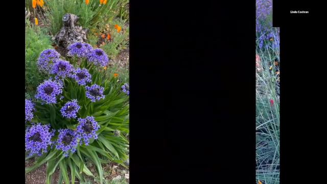 In With The New:  Creating A Joyful Garden With Linda Cochran
