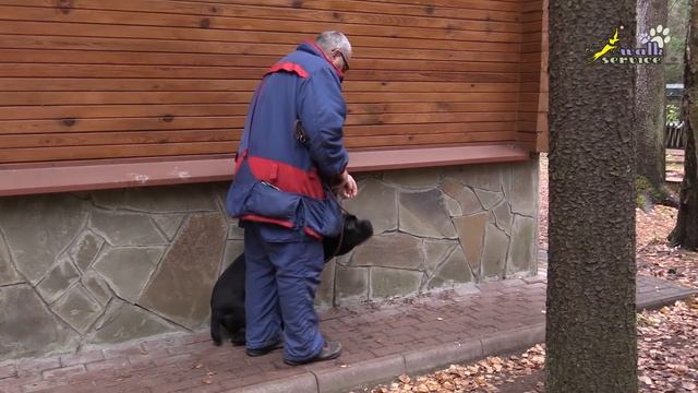 Как научить рядом ходить назад, кане корсо ОКД