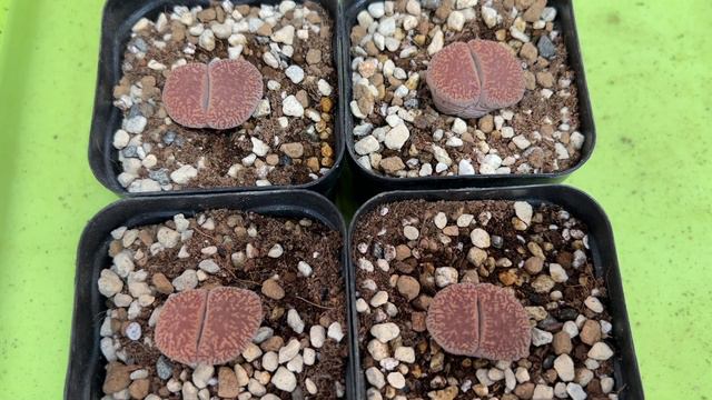 How To Get New Roots Of Lithops L Living Stone