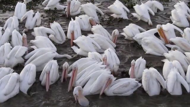 Canon Powershot SX230 HS 1080p Clusterfuck Sample Test