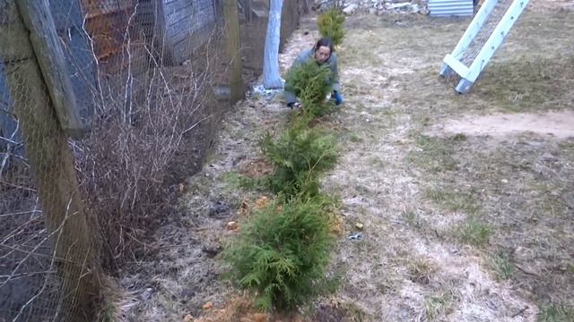 Сажаем молодой сад на участке.