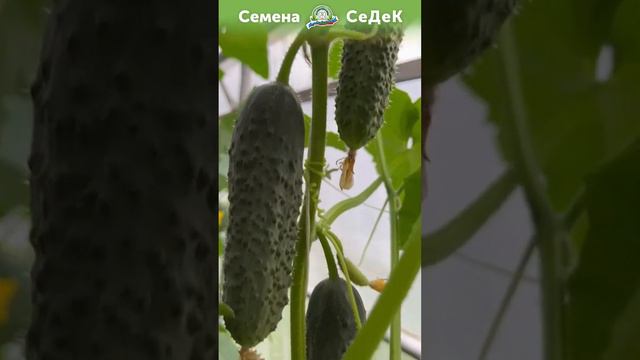 Настоящий чемпион среди огурцов!