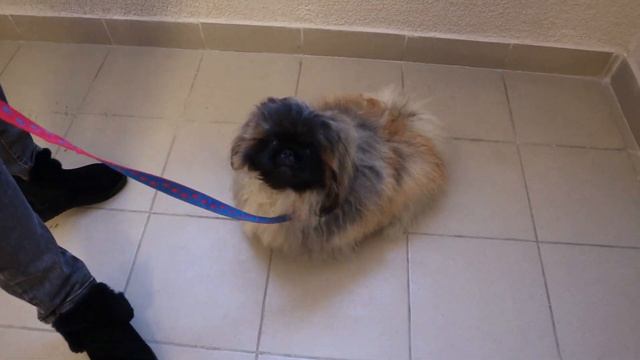 ПЕКИНЕС ДЕНДИК. ПЕРВАЯ СЕРЬЕЗНАЯ СТРИЖКА #собака#pekingese #собака