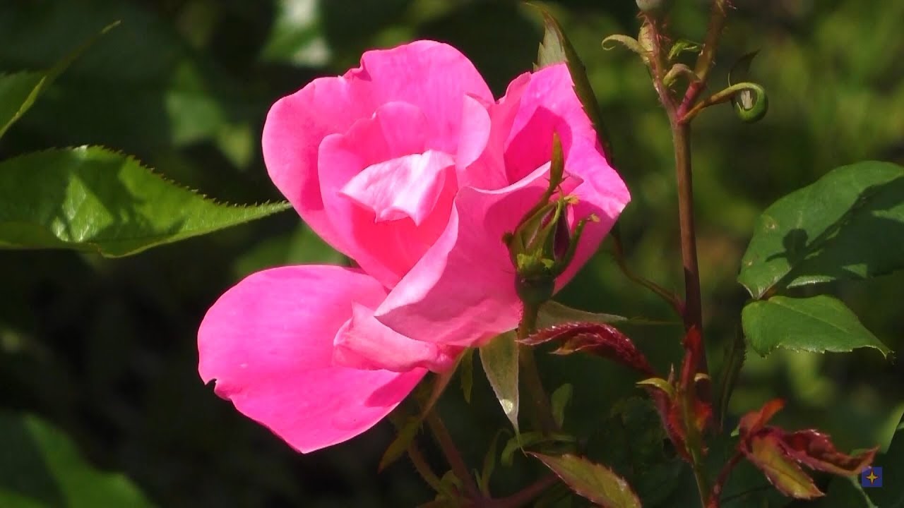 Лунная ночь.mp4