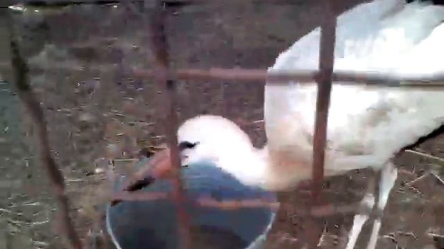 Аист злится