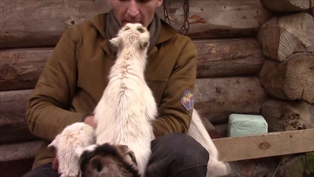 Какой лизунец выбрали козы
