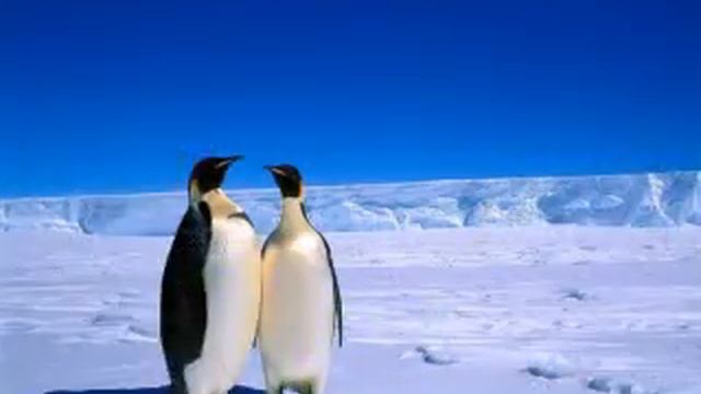 С международным днём друзей!.mp4