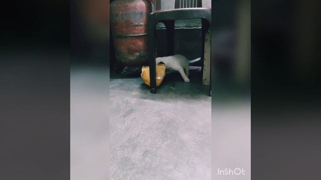 Leo Playing With Teddy🐶❤️❤️❤️❤️❤️❤️