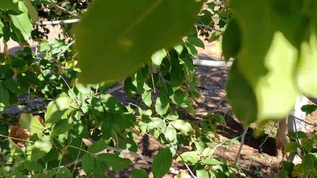 Mamoncillo / Spanish Lime (Melicoccus Bijugatus) Is Not A Lime