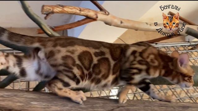 Bf03ff19e6f8c509e04f8525471875ab