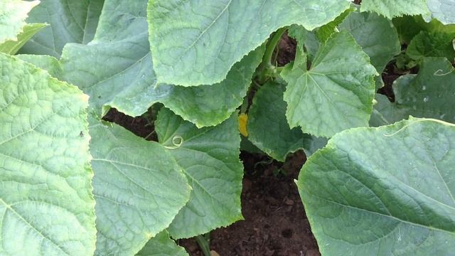 Пасынкование перцев,огурцов, помидор//Чтобы рассада была хорошей.