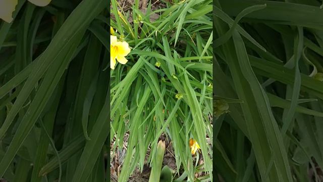 Identifying Perennials Korean Lilac, Poppy, Stella Dora Lily, Clematis,spiderwort,hardy Blue Gerani