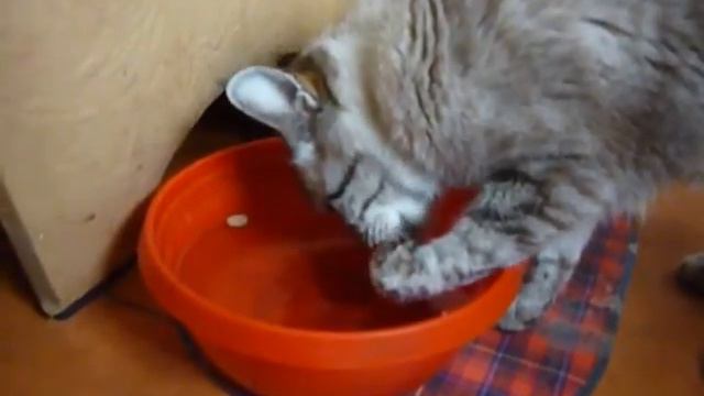 КОШКА ПЬЕТ ВОДУ , Our Favorite Cat Drinks Water