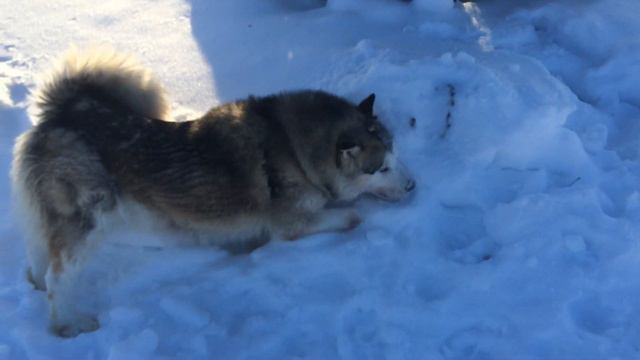 Ee0fb7b642bdf8c9e61fcf55be568c8c