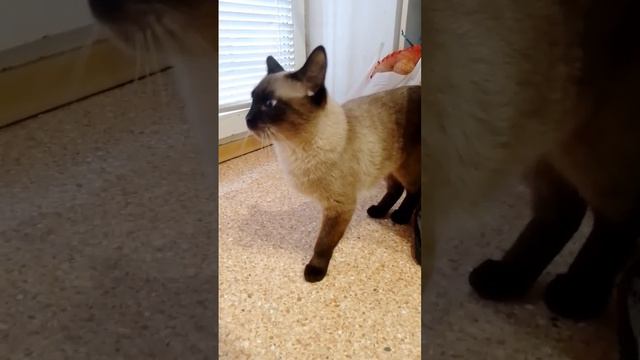 Пятёрочка выручает 💪 #capcut #сиамскиекошки #лайк #питомцы #милота #кошка #реки