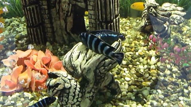 аквариумные рыбки