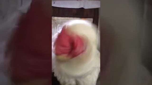 A29294b8950205f1e6f4d306a03d993a