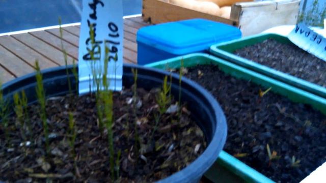 Growing Asparagus From Seed, 3 Month Update.  From Www.agathes.com