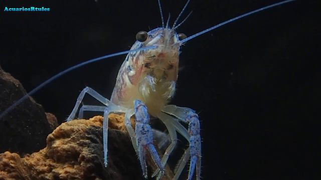 Procambarus Alleni Blue: Seguimiento En El Acuario