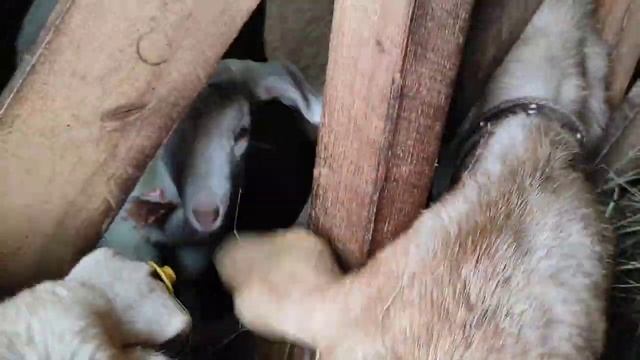 Из мечты в реальность.Обманщики с сеном.Козлята остались с козами.Когда убираю козлят от матерей.