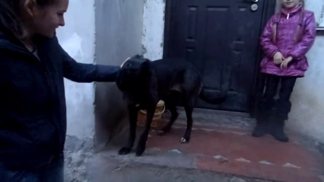 Сахарка-спасённая Альма от истощения.Старая ссылка в описании к видео.