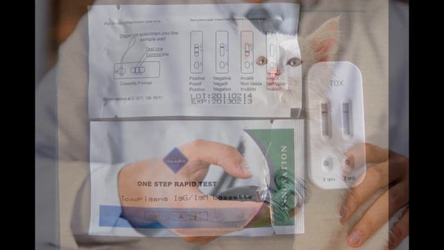 TOXOPLASMOZA - PERICULOASA SAU NU?