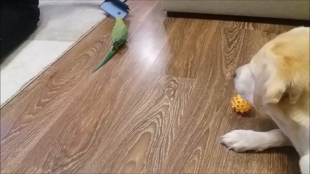 Кто главный?