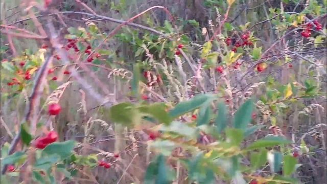 ВОТ ЧТО ЗА ЛЮДИ?!ЧТО ТВОРЯТ?!//ПОТОЛОК НА КУХНЕ ГОТОВ//СЮРПРИЗ НЕ УДАЛСЯ//ВАРЮ ВИШНЕВОЕ ВАРЕНЬЕ