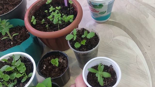 Посев перца на рассаду,20 февраля.Как посадить батат.Моя рассада в феврале.Какие перцы буду сажать.