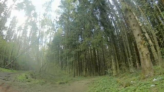 лес, Дедовск