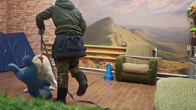 Венера || Как экстренно забрать игрушку?