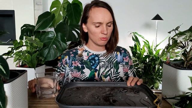 Syngonium Albo Narozrabiało,🌿 Wendlandii Szaleje Oraz Co Aktualnie Ukorzeniam🌿