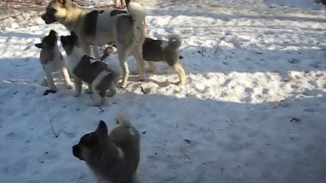 Продаю Щенков Американской Акиты