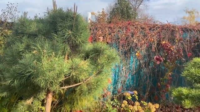 ПРИРОСТЫ на сосне -два раза за сезон. Осень.