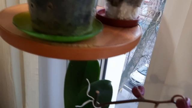 Житьё- бытьё попугаев.Аспирин+ корица -- натурально- бюджетные  ,, препараты'' для орхидей.