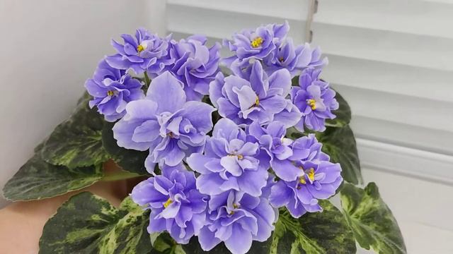 Ec442a64063903385145e2d8e3677b99