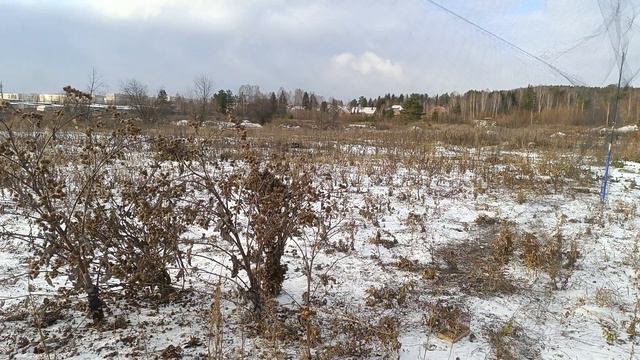 Ловля щеглов 23.10.2023.