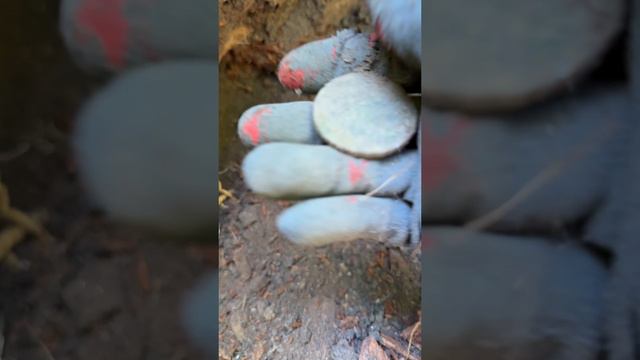 Большая находка под печью😍 #shorts #шурф #история #раскопки #поискмонет