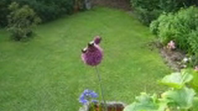 Bees At Work And What They've Done 020