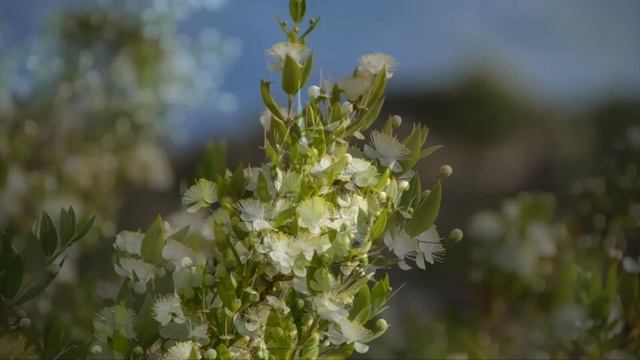 Mirto In Fiore. Isola Di Capraia. 20 Giugno 2011