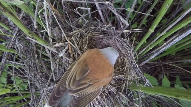 Жулан Gp160620 1 6 2 ♂ принес паука, скормил птенцу, забрал помет