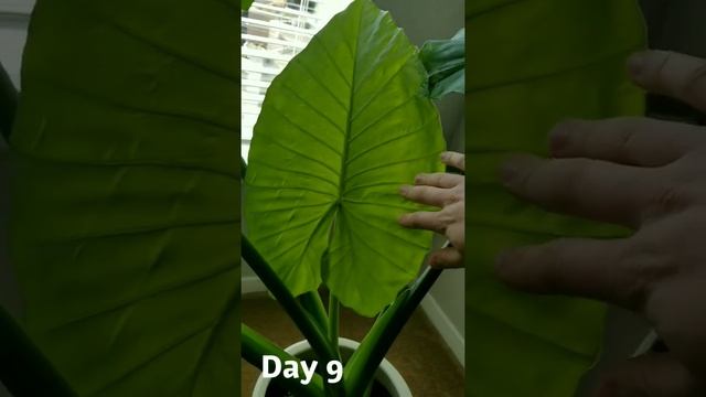 Life Cycle Of An Elephant Ear Plant