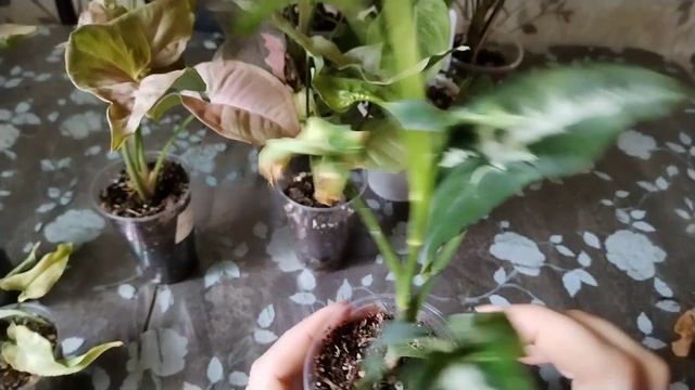 Обзор моих новых сингониумов.