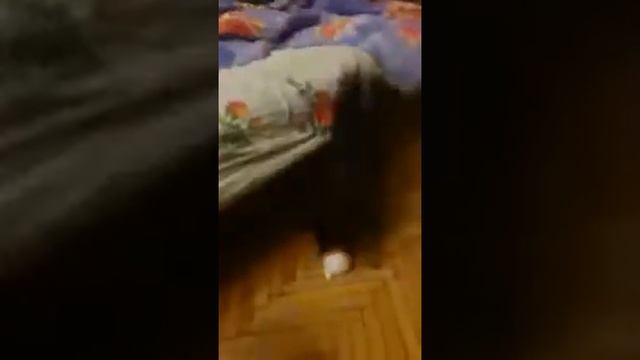 Мой маленький пёсик