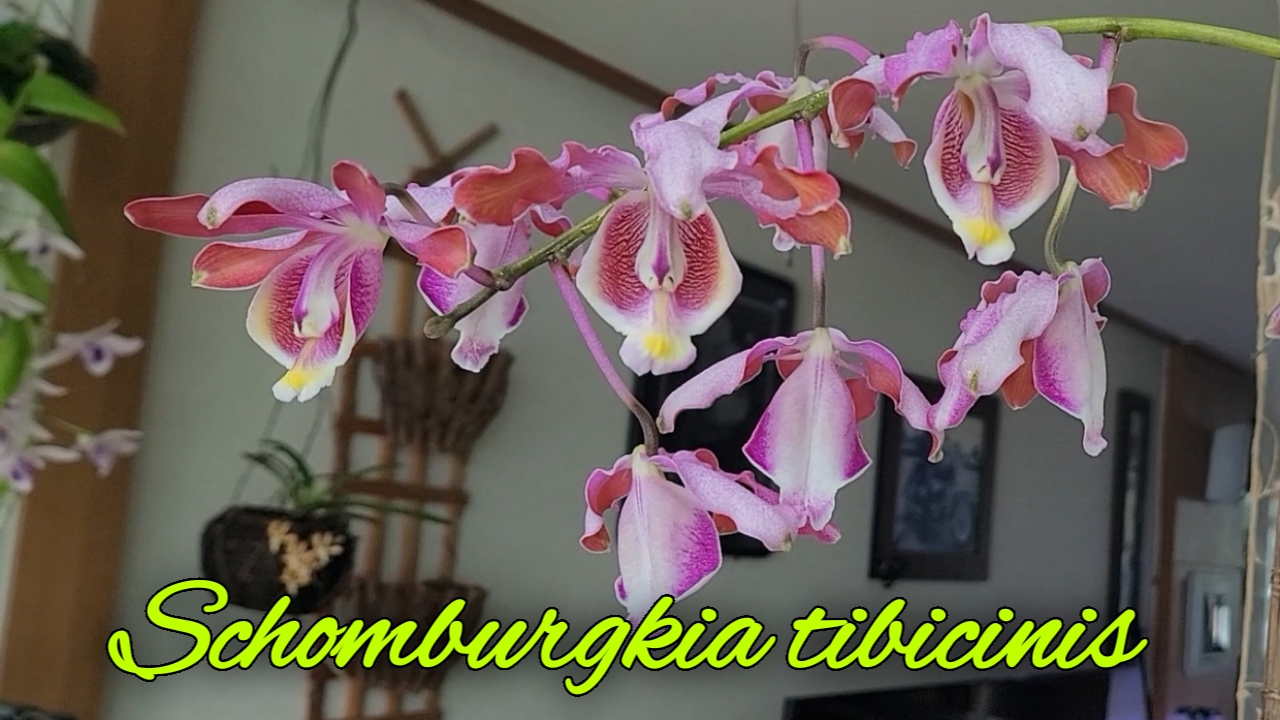Schomburgkia Tibicinis сезонное цветение.
