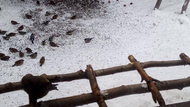 Наша зеленушка травмированная осваивается.