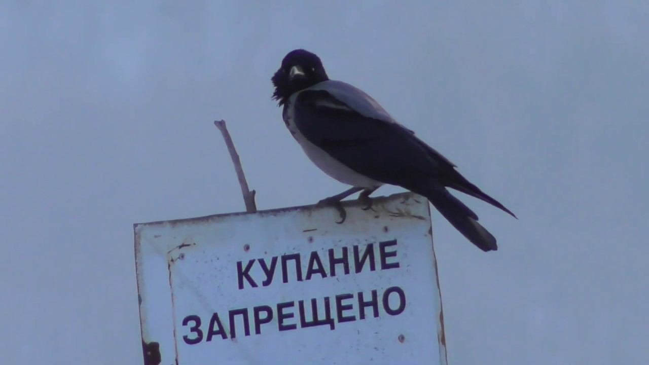 Птицы на Волге около Звенигово