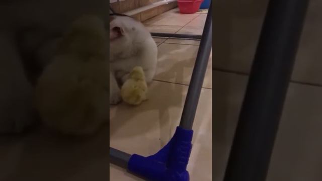 Дружба не знает границ 🙄