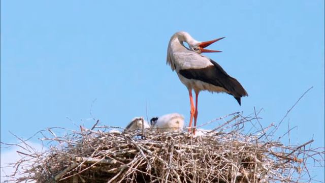 Зову вас, дети, домой!  10.05.2015